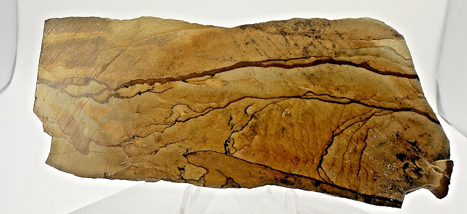 2) Rare Polished Ohwlee Picture Jasper Slab 5.25″ Display Specimen 2.8 oz