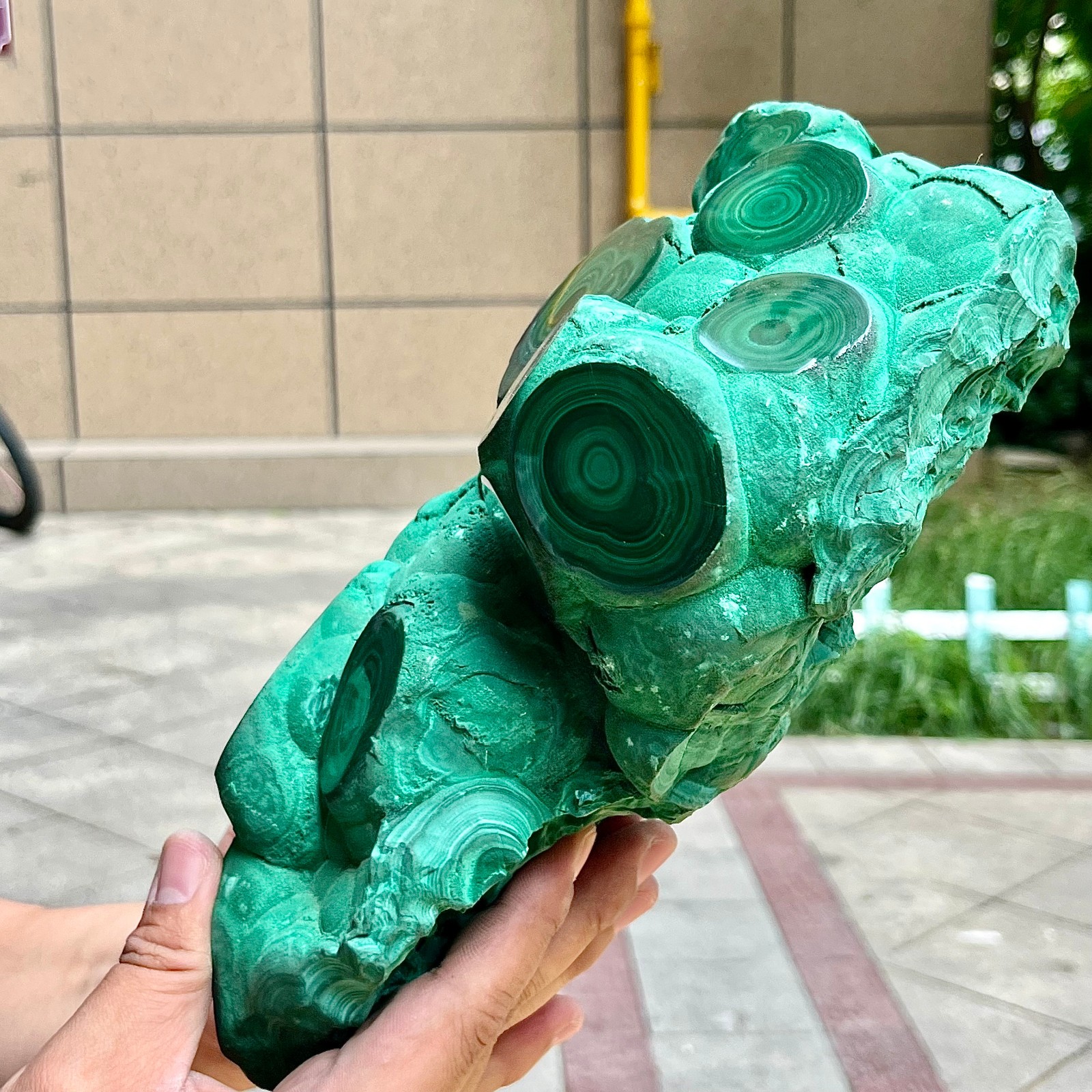 15.6 lb Congo Malachite Eye Pattern Partially Polished Freeform Raw Back Mineral