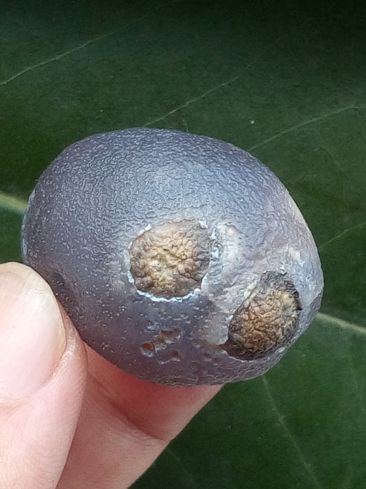 36mm Beautiful Natural Gobi agate eye agate collection