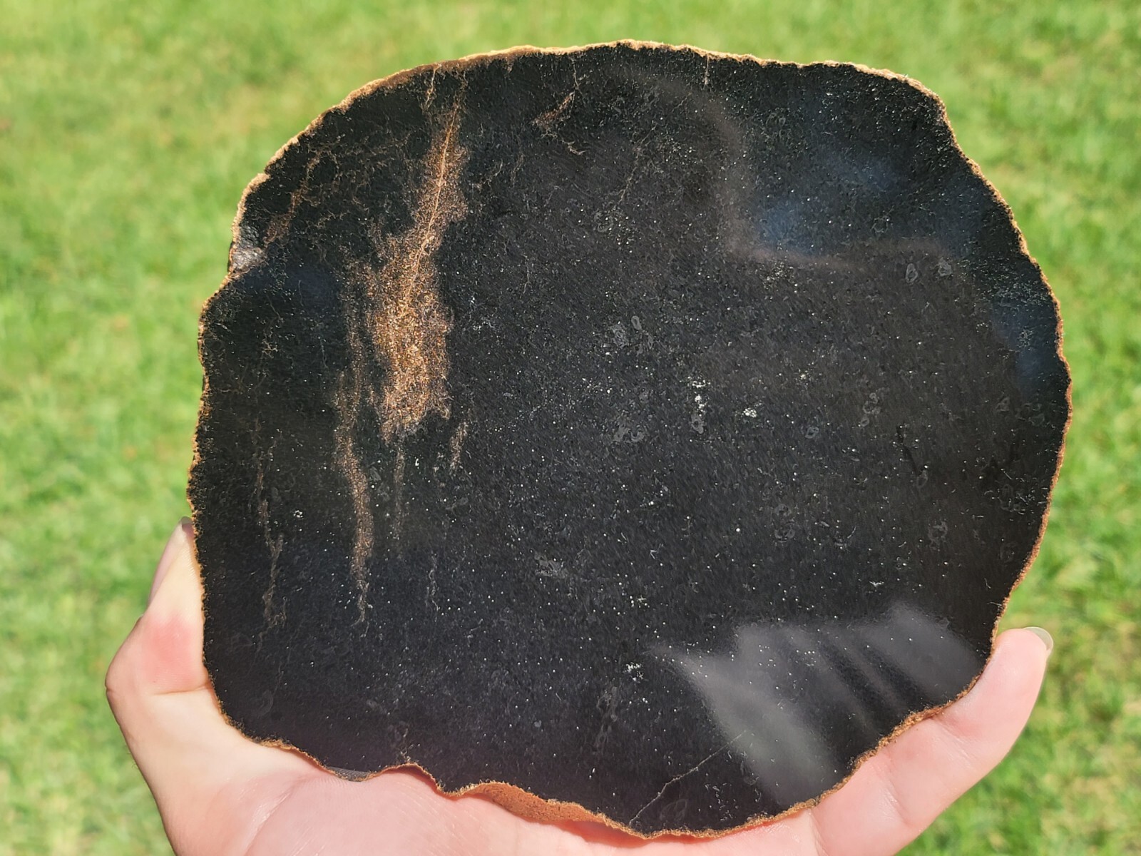 Tempskya Fossil Fern Polished Slab Utah