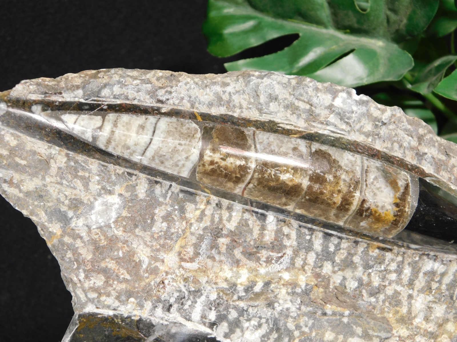 TWO! Polished Goniatite Fossils and an Orthoceras Fossil in Big Matrix 1661gr