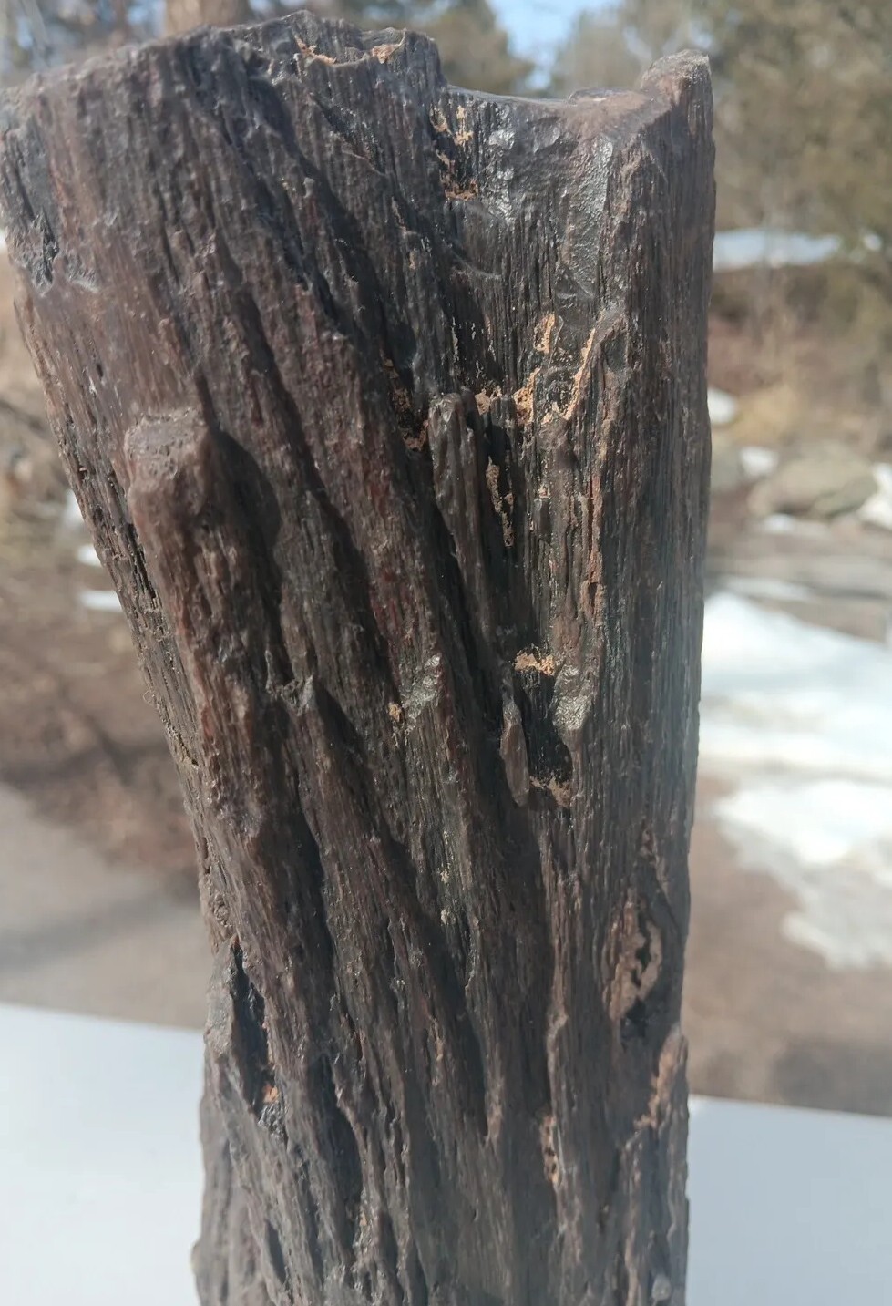 Petrified Iron Wood Fossil Tower Twistes Knots Holes Rings 10 3/4lb Display Rare