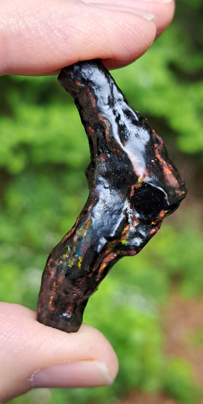 Huge Multicolor 38.52ct Indonesian Wood Opal Fossil Red, Green, & Yellow Flashes