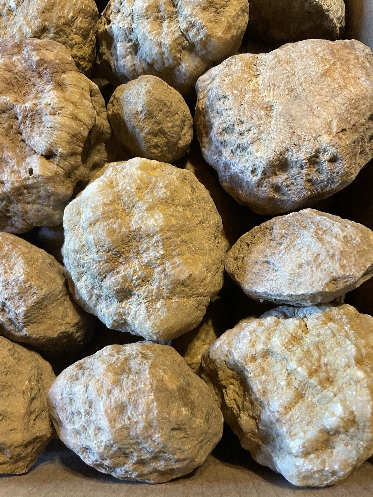 BOX OF KENTUCKY GEODES:37-2” TO 3 1/2” LAPIDARY!