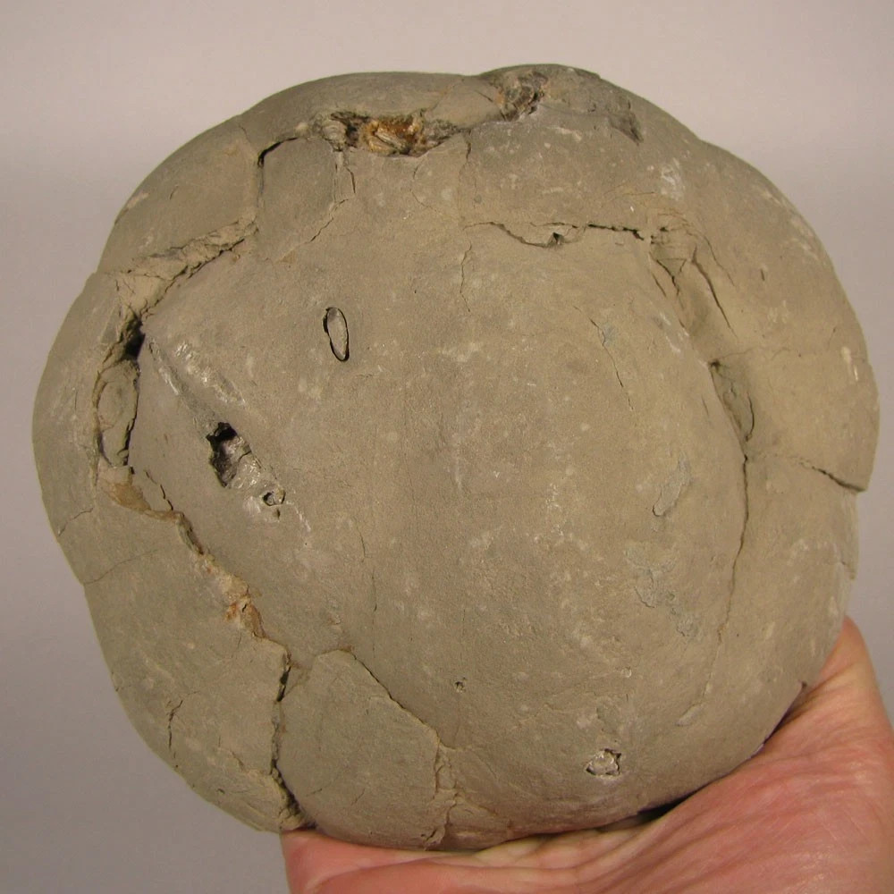 6.2″ Polished SEPTARIAN GEODE End Slab – Utah – 2.5 lbs.