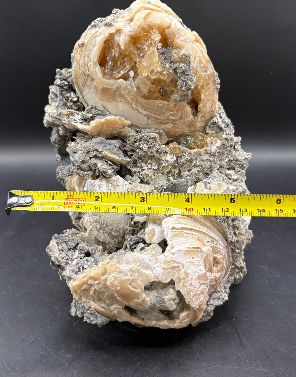 Premium Calcite Clam Fossil Cluster 8″ in Matrix – Cut Display Base – OTS