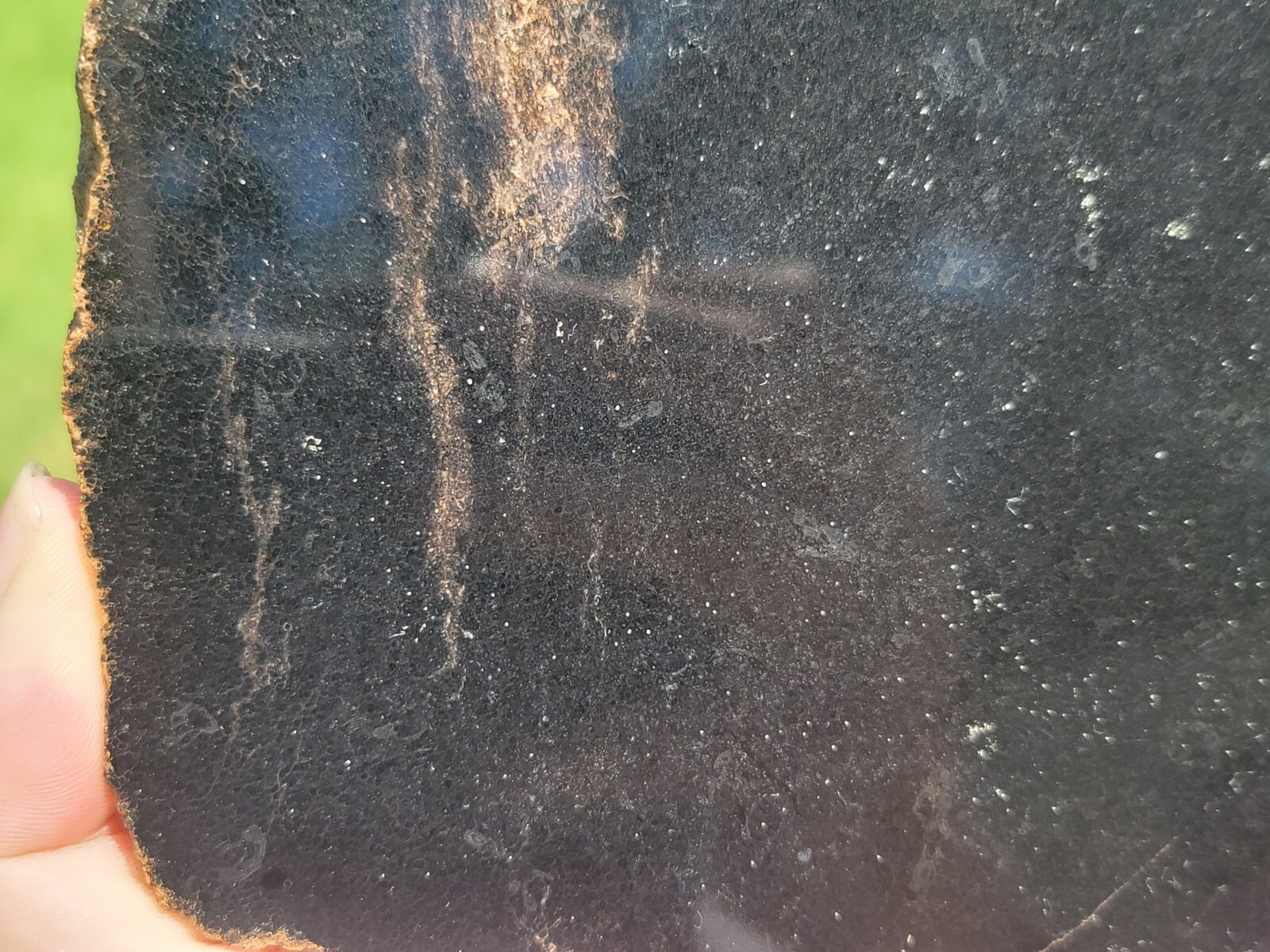 Tempskya Fossil Fern Polished Slab Utah
