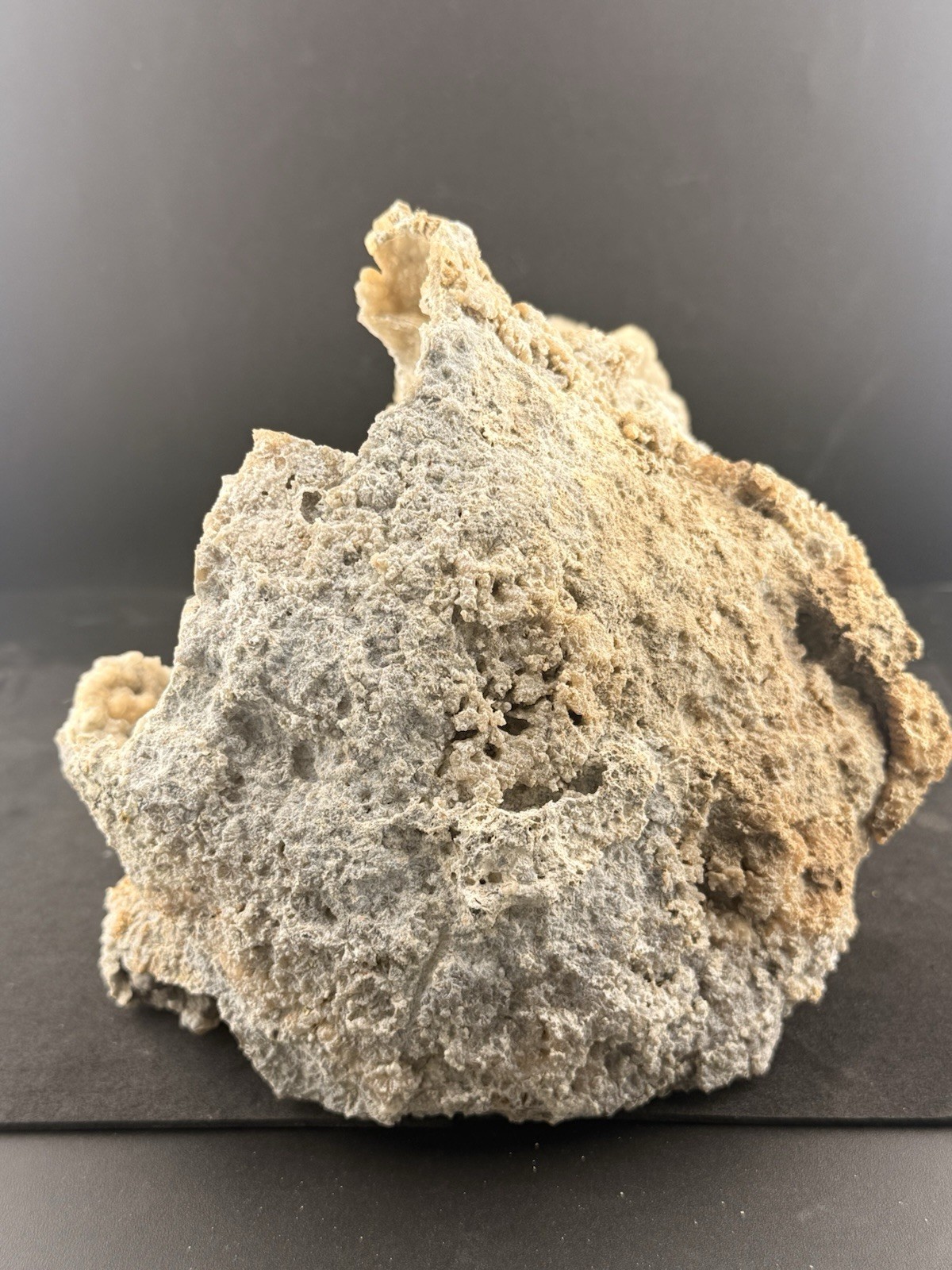 Large Natural Self Collected Florida Advertised Coral Natural Specimen