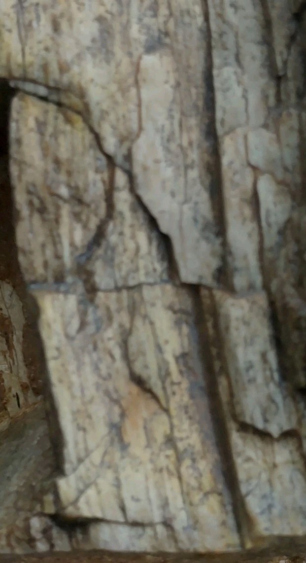 Petrified Wood 4lbs 9.5oz Limb Quartz Replaced Bark UV+ Henry Mountains UT Displ