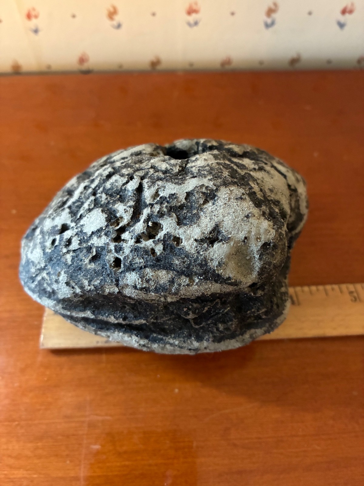 Giant Fossilized Clam Venice Beach Florida Scuba Dive Find 1-1/2 Pounds Fossil