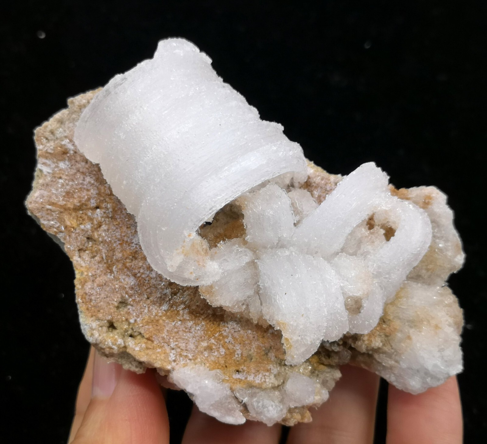 84mm ‘Ram’s Horn’ shape Selenite (Gypsum), Natural Mineral Specimen