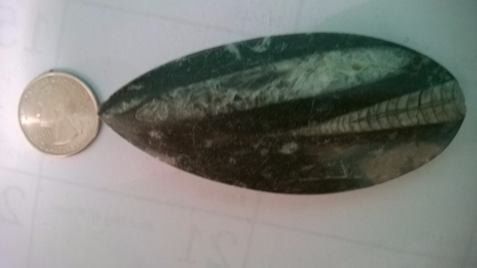 Rare Focal, orthoc ” 3 3/4″ X 1 5/8″ , 2.8 Oz.