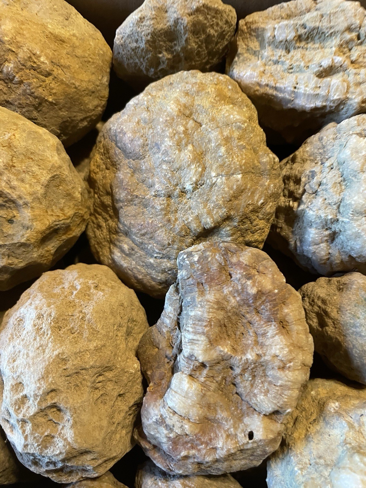 BOX OF KENTUCKY GEODES:37-2” TO 3 1/2” LAPIDARY!