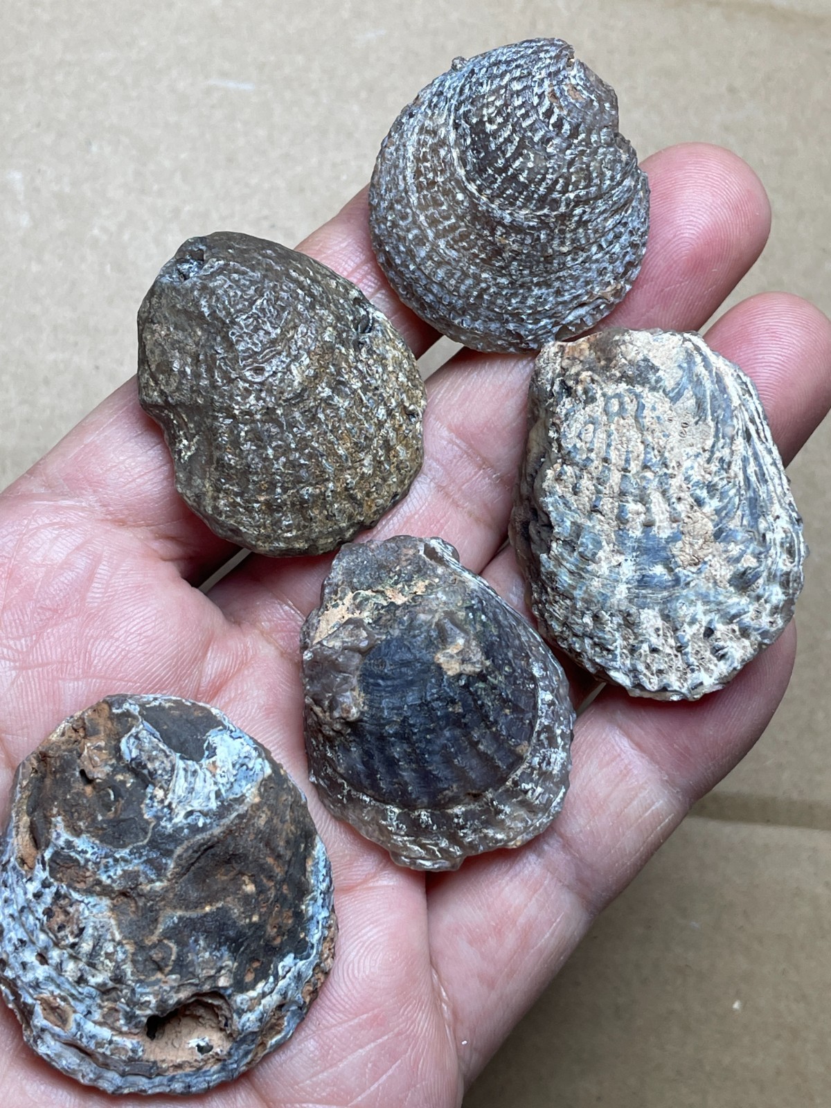5 pieces Beautiful shell Landscape stone