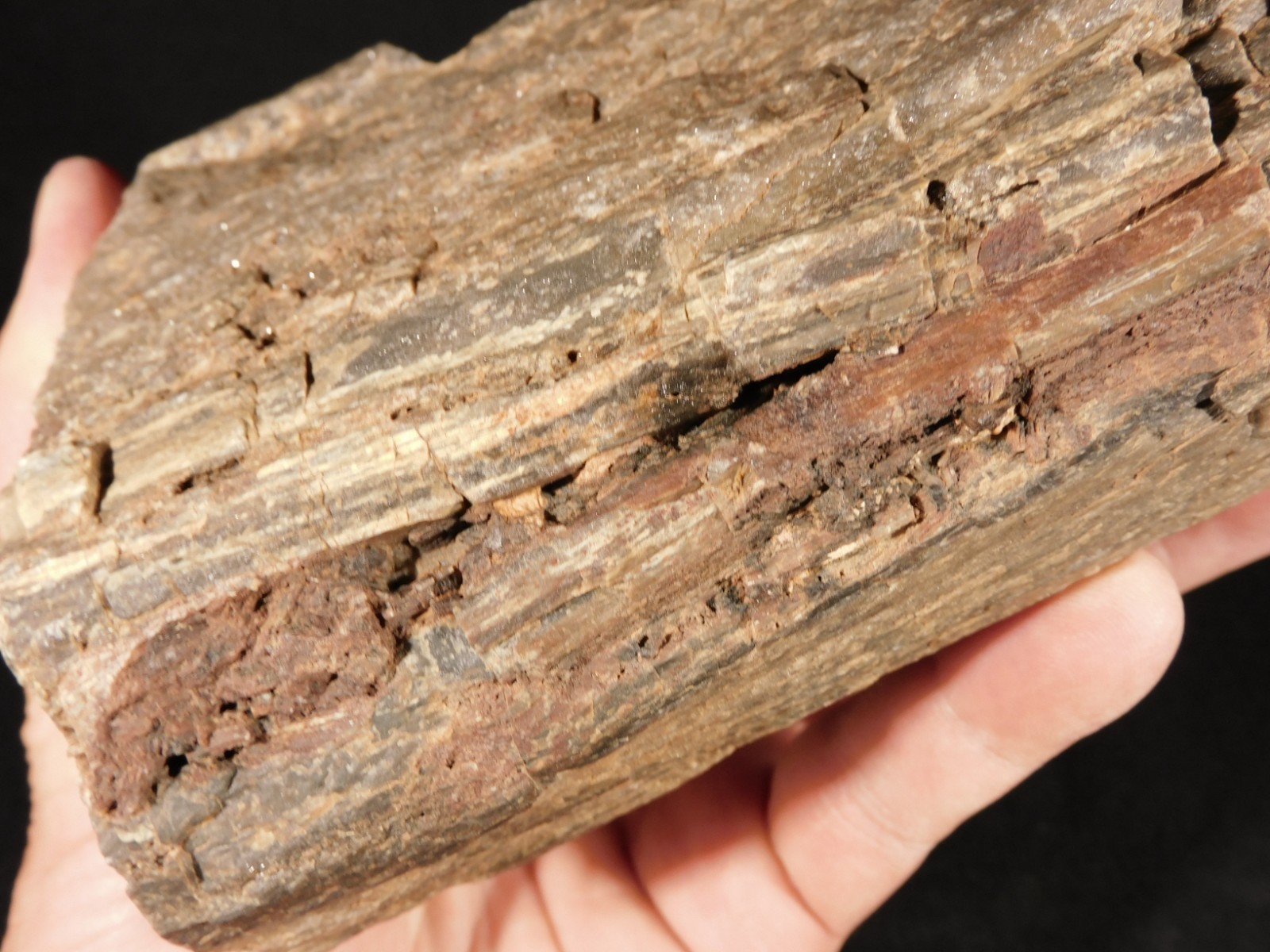 Well Defined BARK! Big 100% Natural Petrified Wood Fossil Jurassic Utah 1740gr