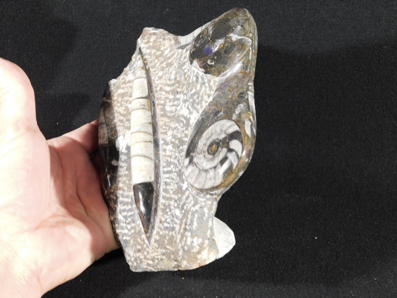 TWO! FREE Standing Polished Goniatites and TWO Orthoceras Fossils Morocco 1121gr