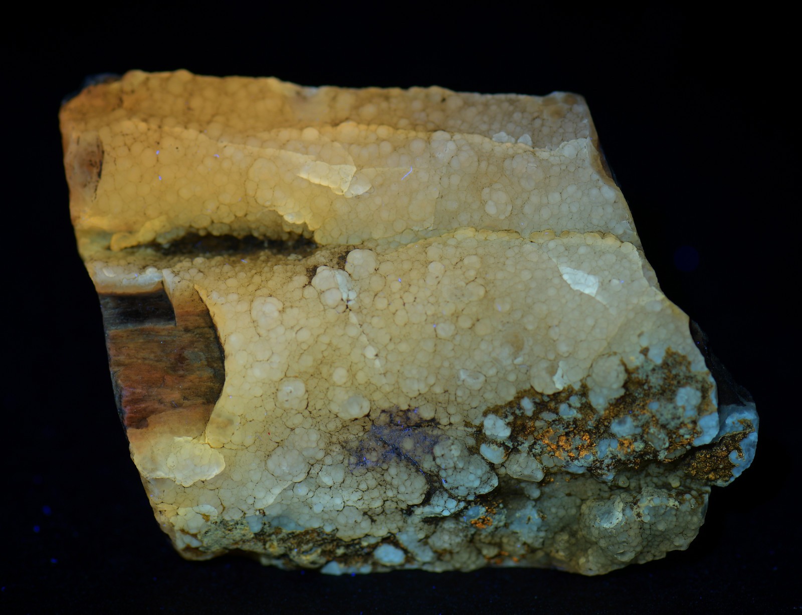 Petrified Wood, Fluorescent. Eden Valley, Wyoming. 36 grams.