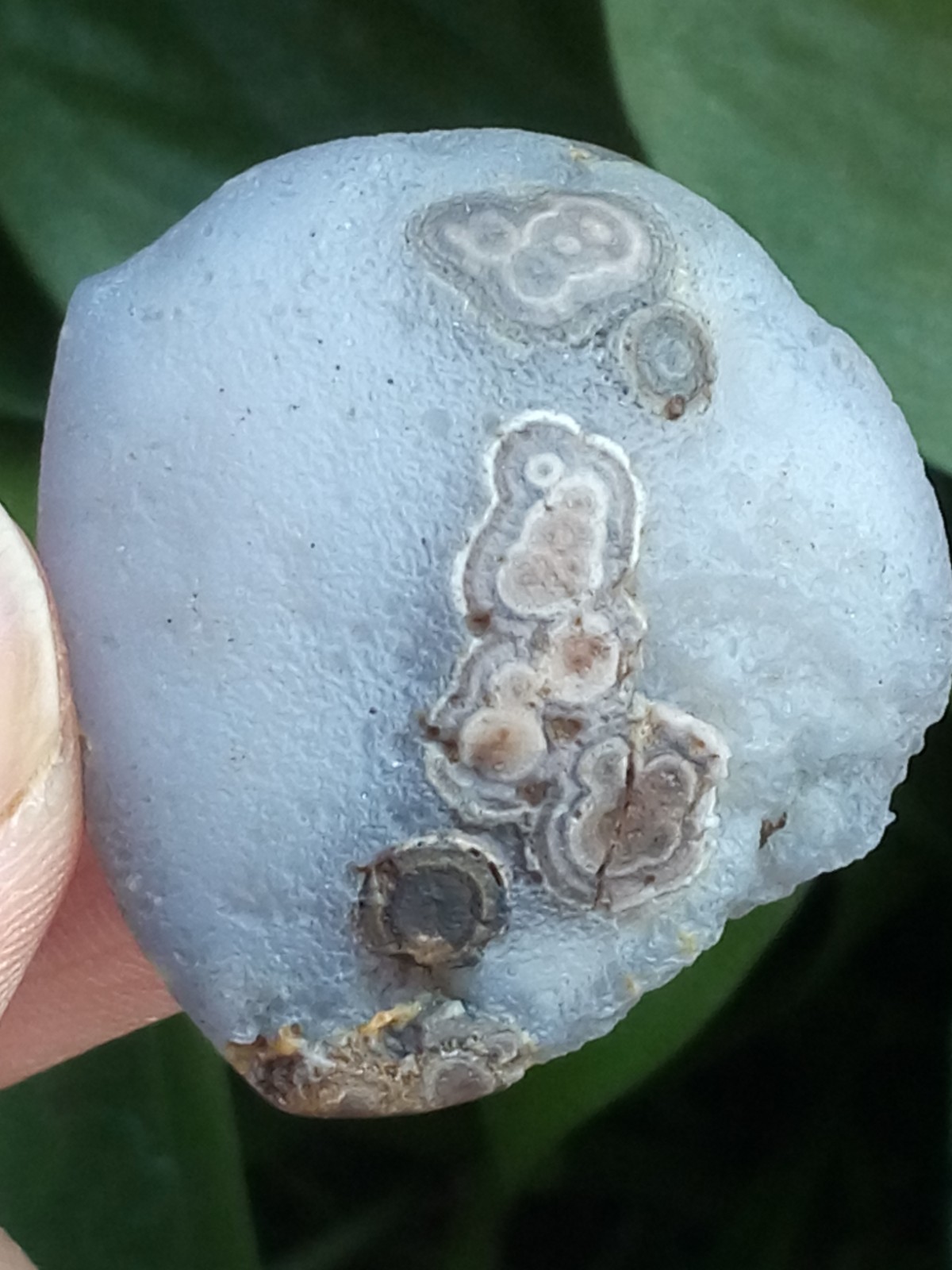 36mm Natural GoBi agate eye agate stone collection