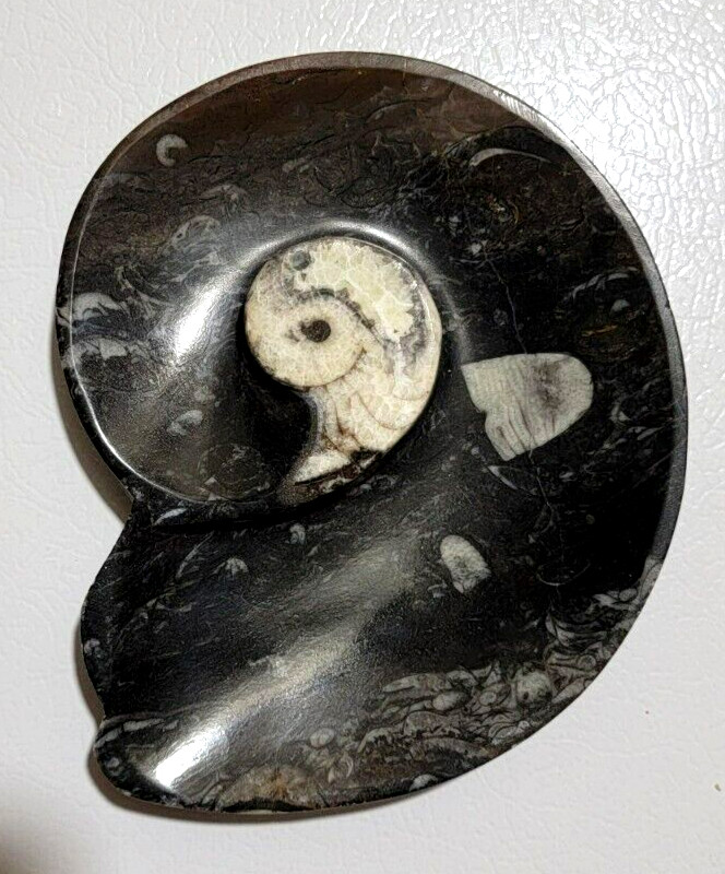 Polished Marble Orthoceras Fossil Shell Shaped Bowl