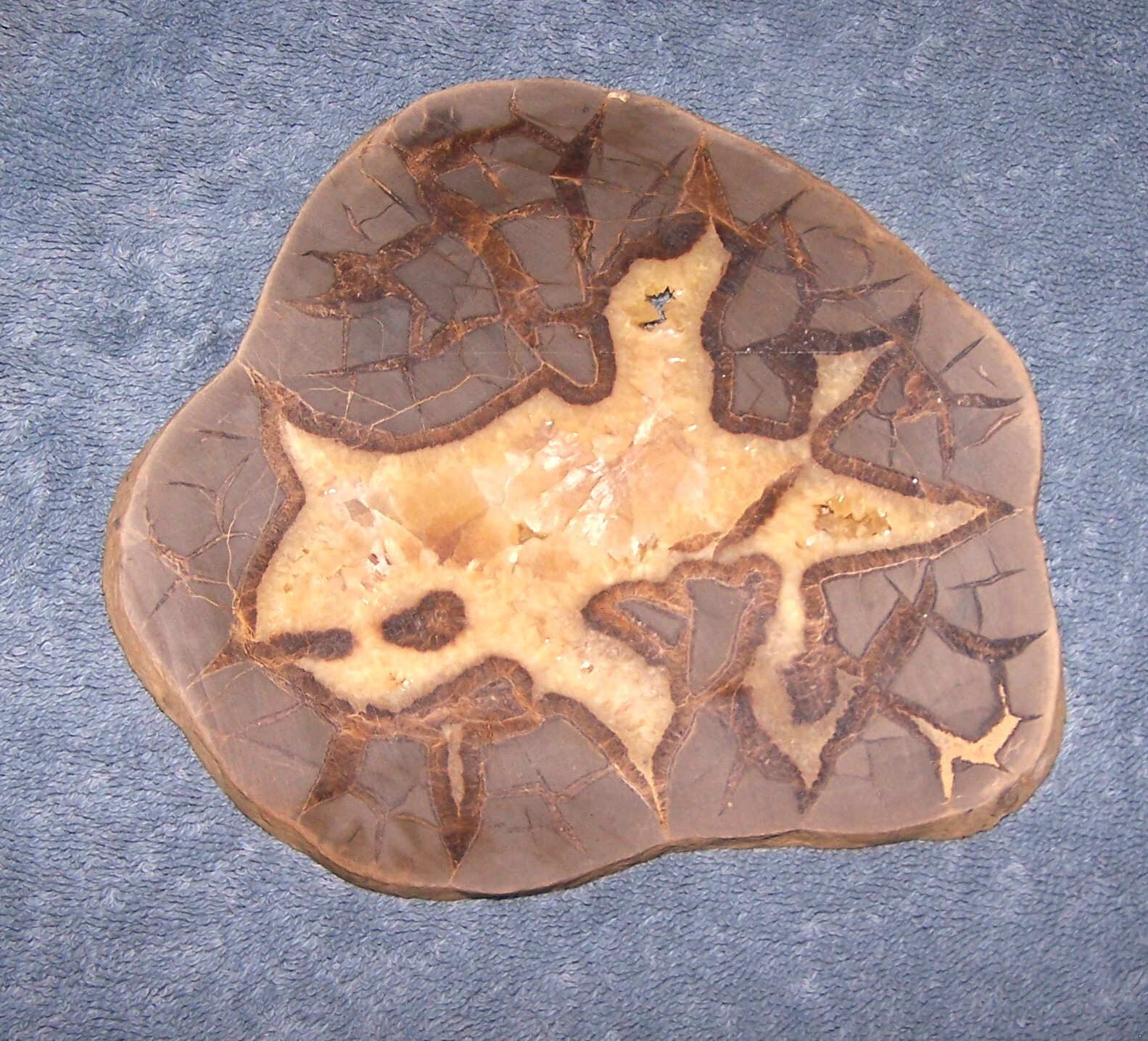 Septarian Nodule Slab 6″ 1/4″ Thick Unpolished