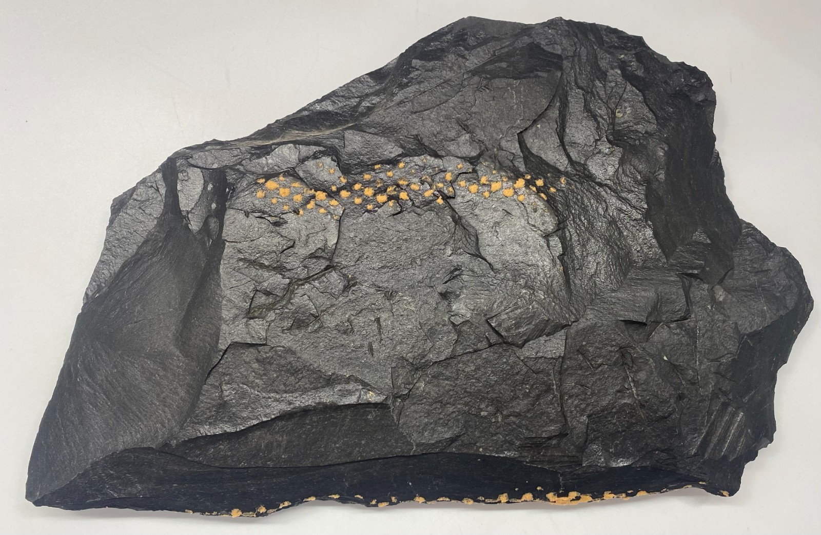 Huge 11″ Pyrite Sun Dollar Black Shale Matrix Sparta Illinois Crystal Specimen