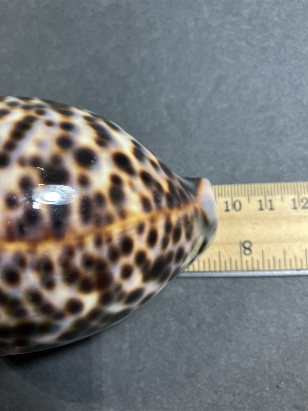 Tiger Cowrie-Cypraea Tigris Shell 3.75” – 9.5 Cm Long Nice Size And Color