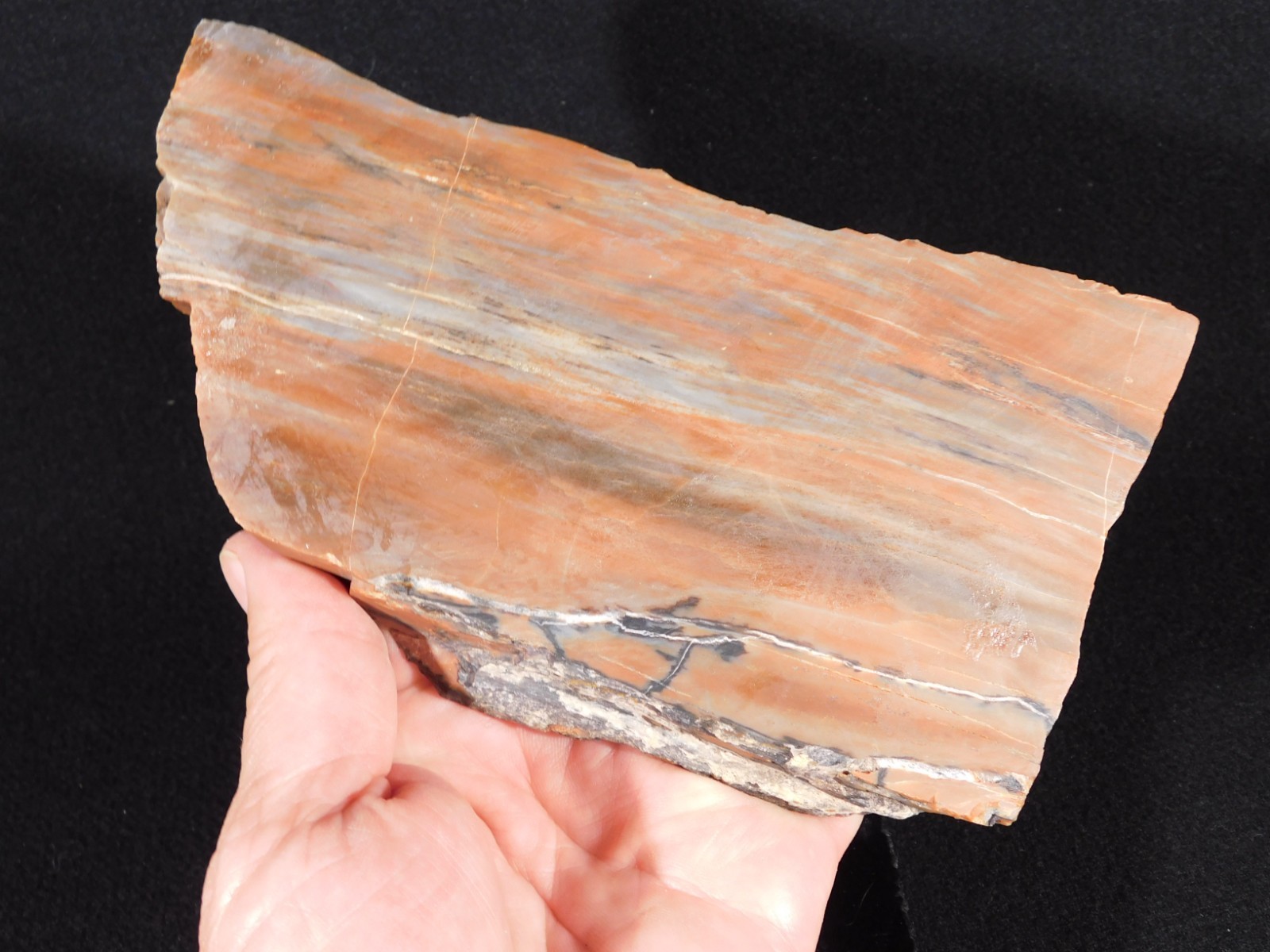 210 Million Year Old! Polished RAINBOW Petrified WOOD Fossil Slab Arizona 643gr