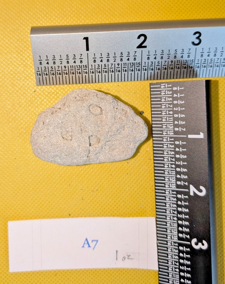 Florida Fossilized Coquina Rock Specimen Maritime Decor – 2 1/8 oz 1 oz A7