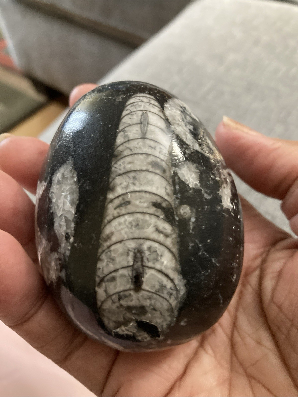 Fossilized Stone Egg