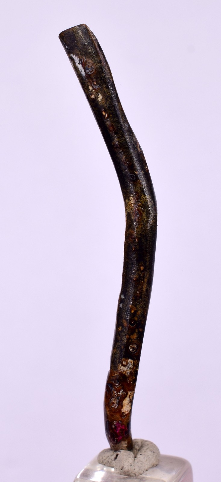 5.3cms GOLDEN BLACK CORAL POLISHED PERU NATURAL JEWELRY PENDANT VB14