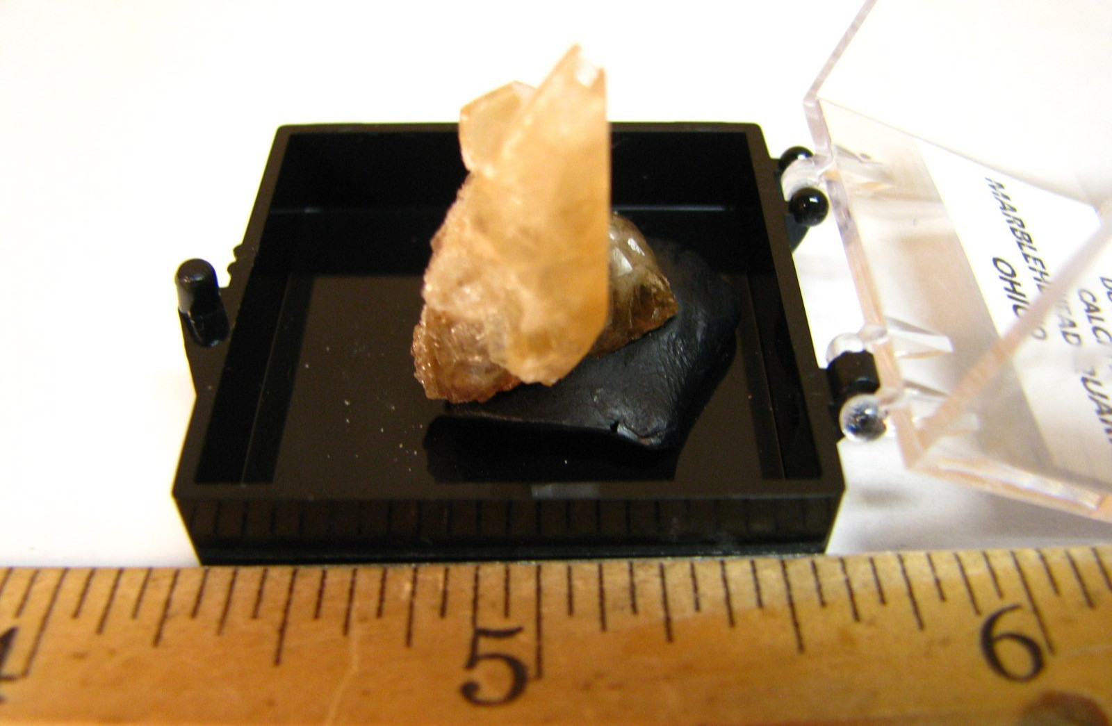GOLDEN DOGTOOTH CALCITE CLUSTER THUMBNAIL IN CASE MARBLEHEAD QUARRY OHIO #224