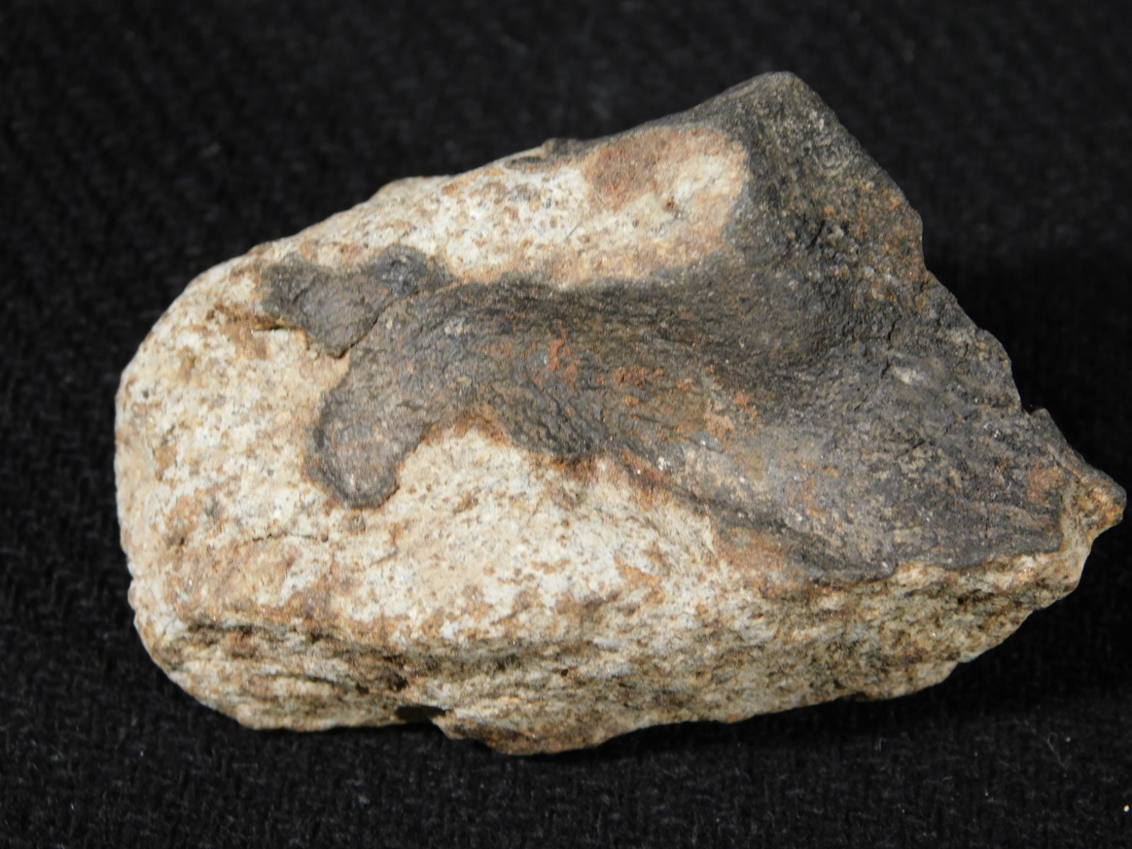 Classified NWA 8245 METEORITE 100% Natural FELL on Erfoud, Morocco 68.1gr