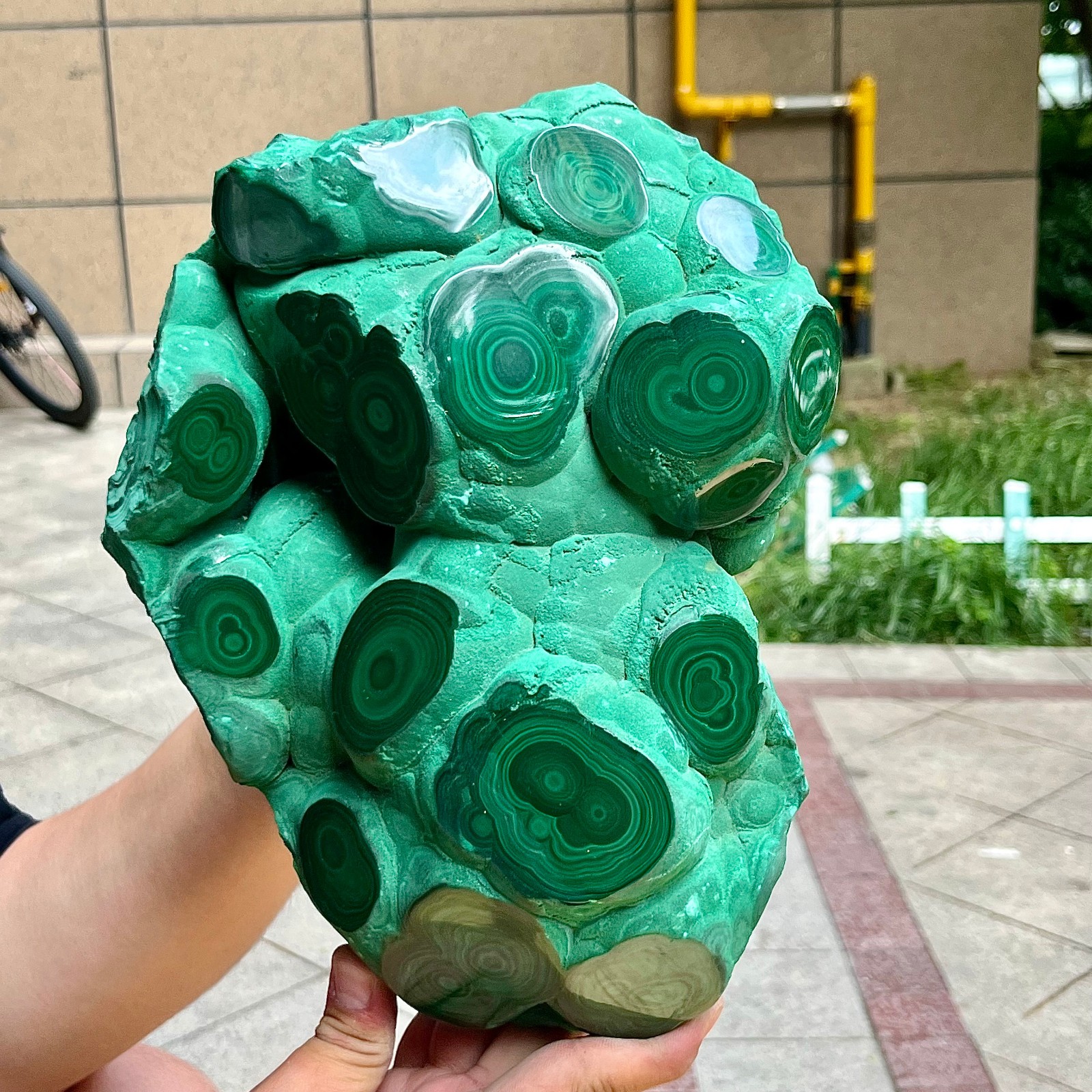 15.6 lb Congo Malachite Eye Pattern Partially Polished Freeform Raw Back Mineral