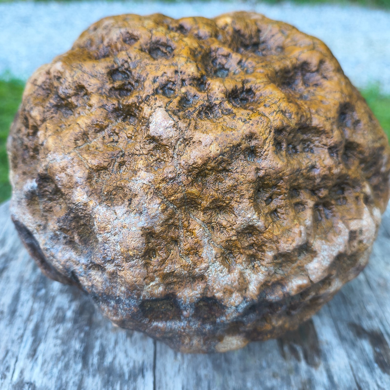 10.07b Kentucky Geode Unopened Natural Crystal Geode + Bonus