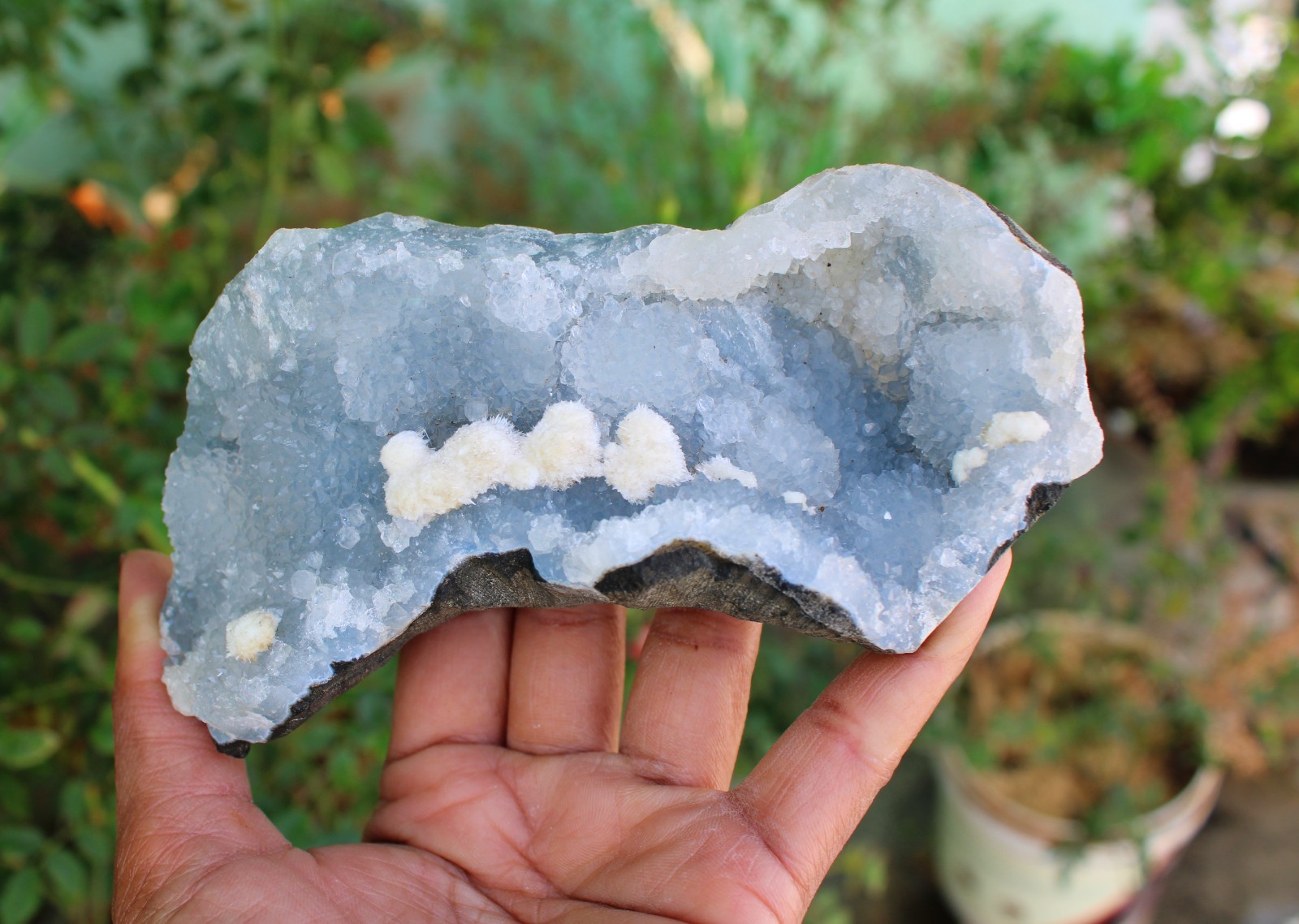 Okenite Balls On Blue Chalcedony Coral Matrix Minerals Specimen #O1