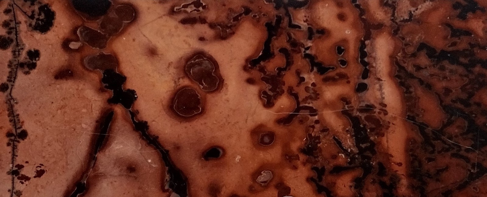 Large Picture Jasper Slab w/ Stand Red Orbicular Scenic Polished Stone Display