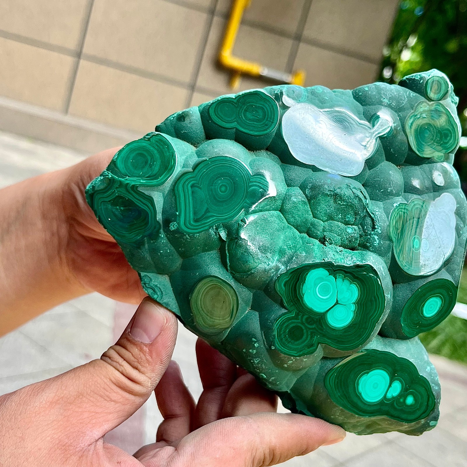 2.2 lb Eye Pattern Malachite Partially Polished Freeform Raw Back Specimen