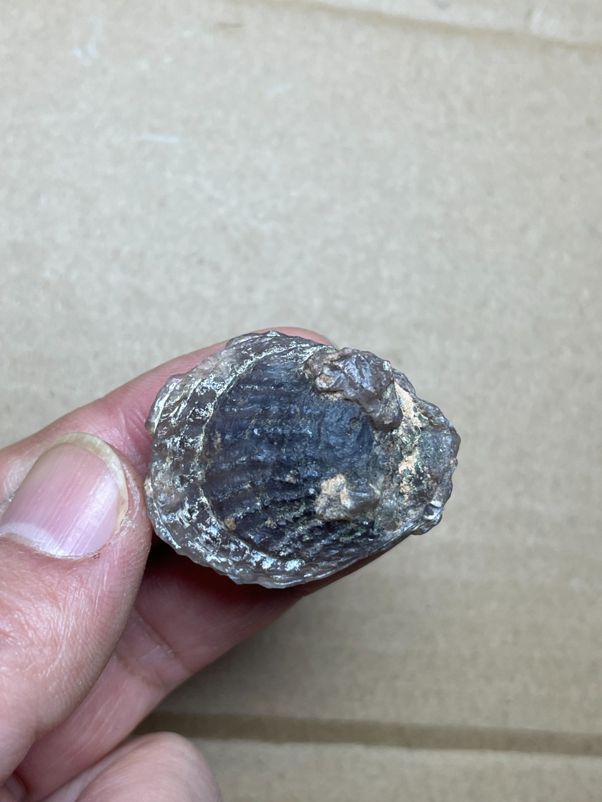 5 pieces Beautiful shell Landscape stone