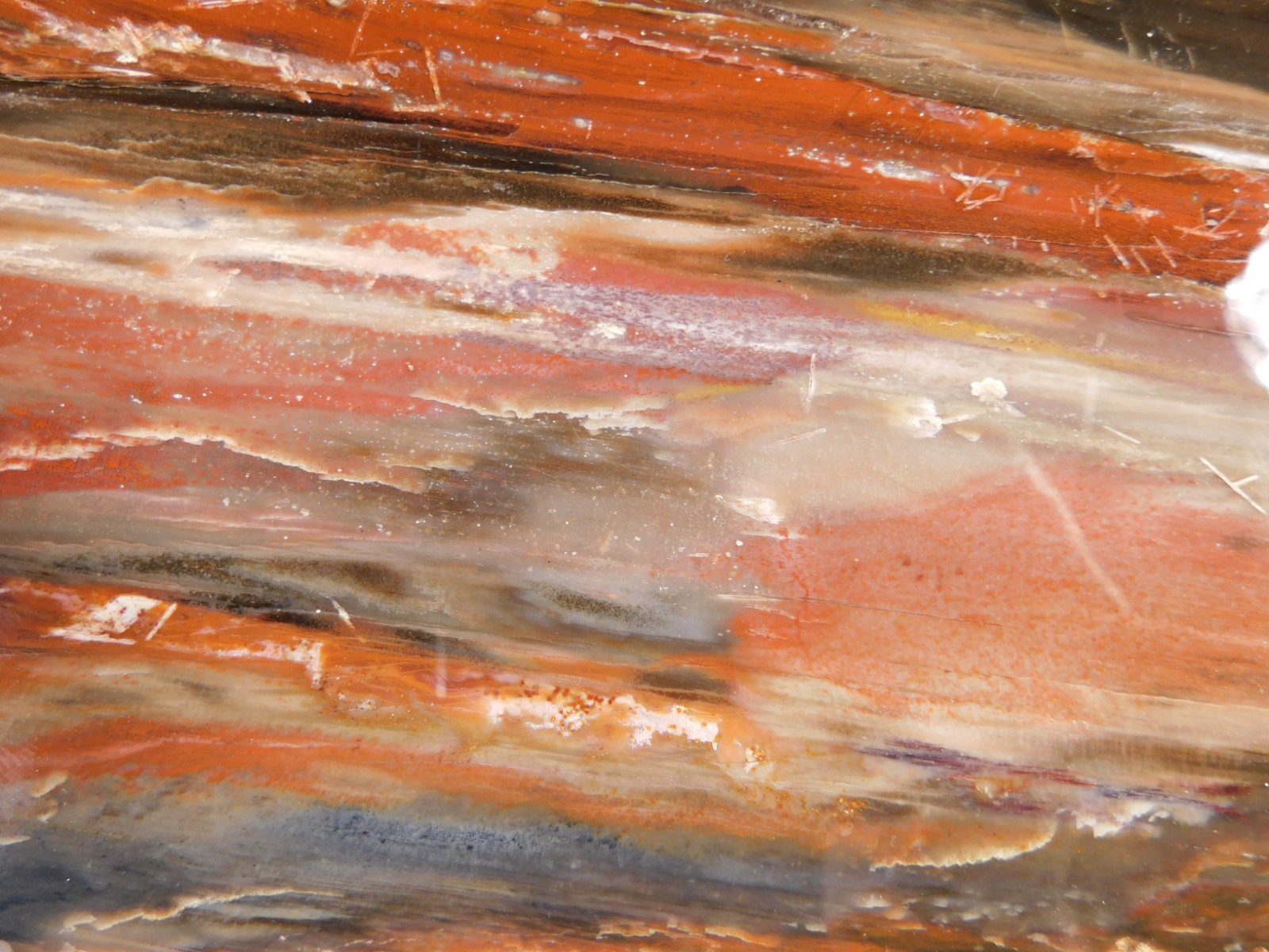 Big! 210 MILLION Year Old! Polished Petrified RAINBOW WOOD Fossil Arizona 1960gr