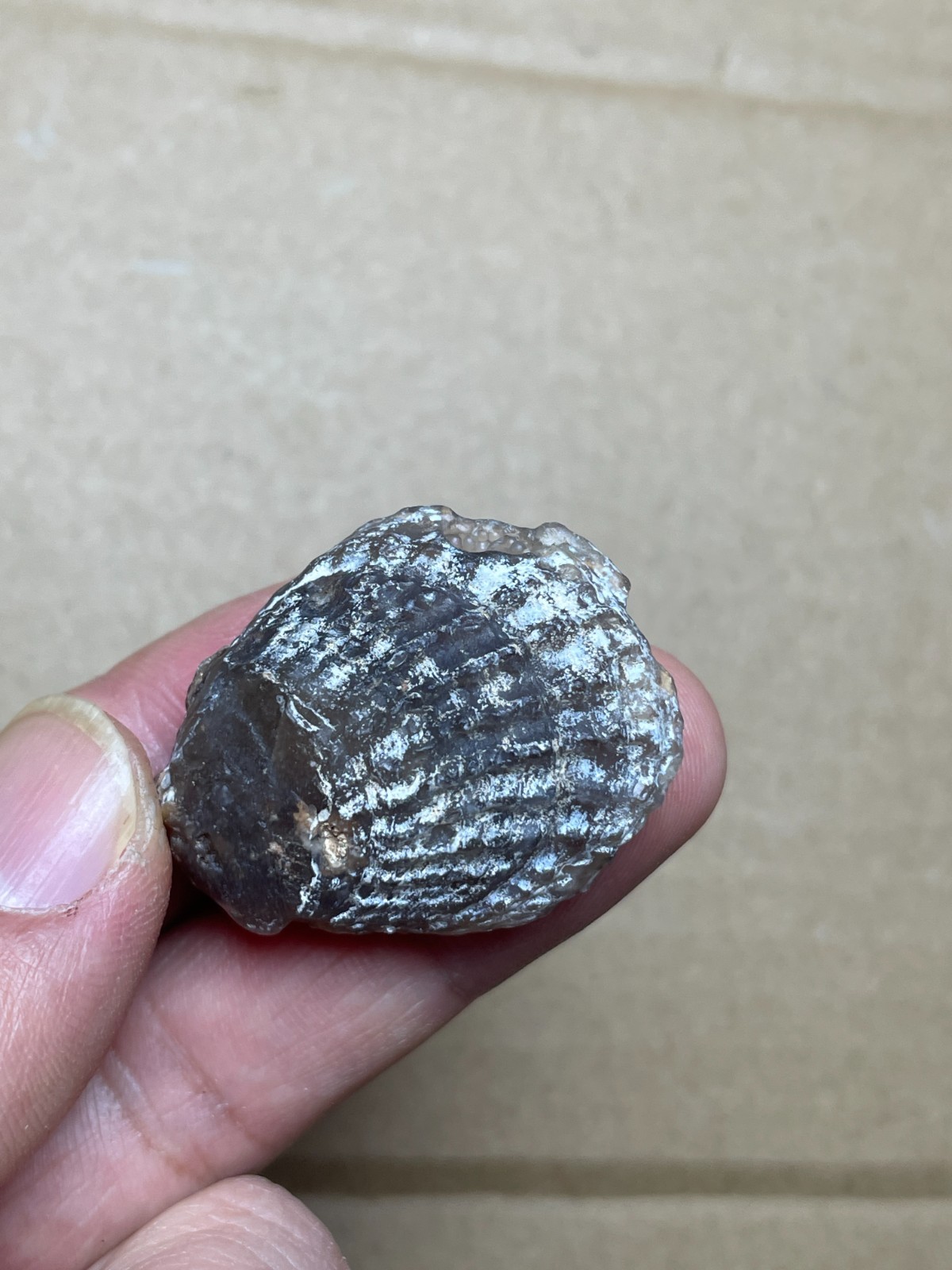 5 pieces Beautiful shell Landscape stone