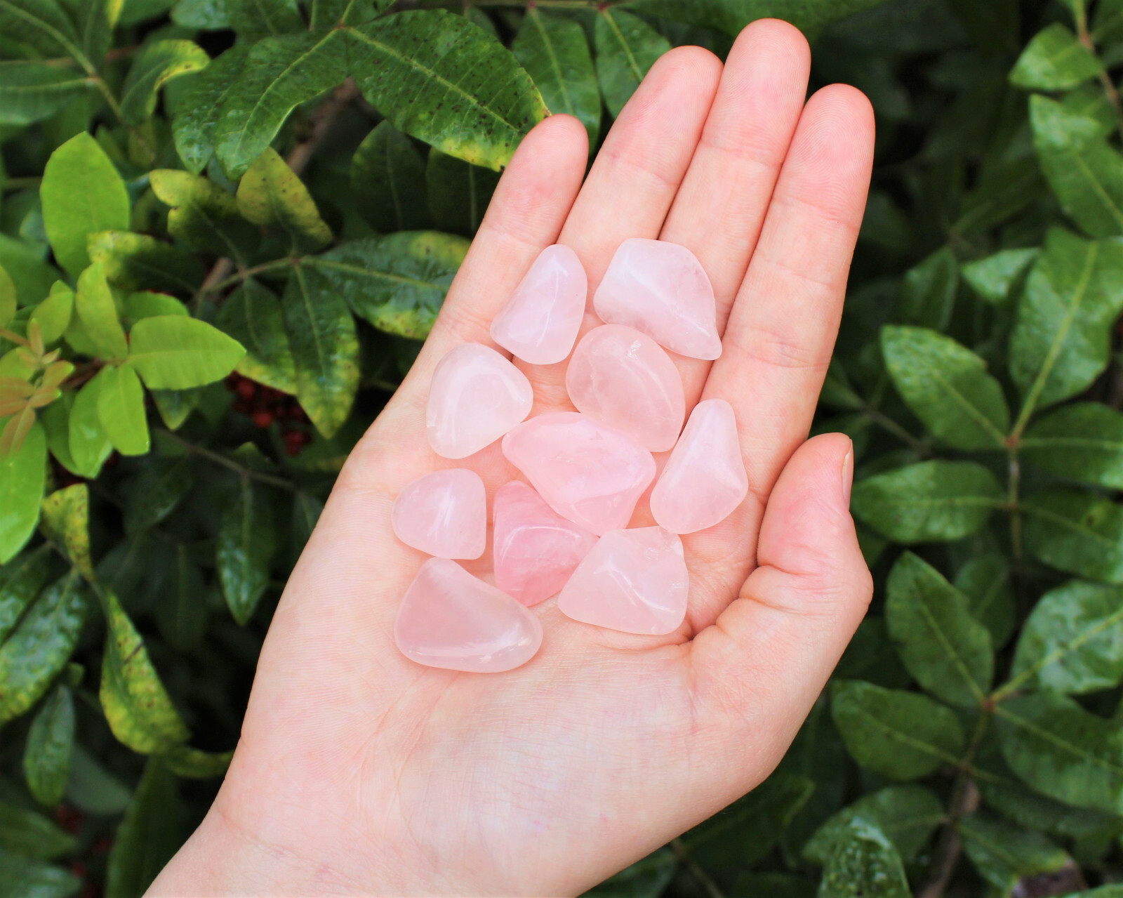 5 lb Bulk Lot Rose Quartz Tumbled Stones (Crystal Healing, Love Stone, Gemstone)
