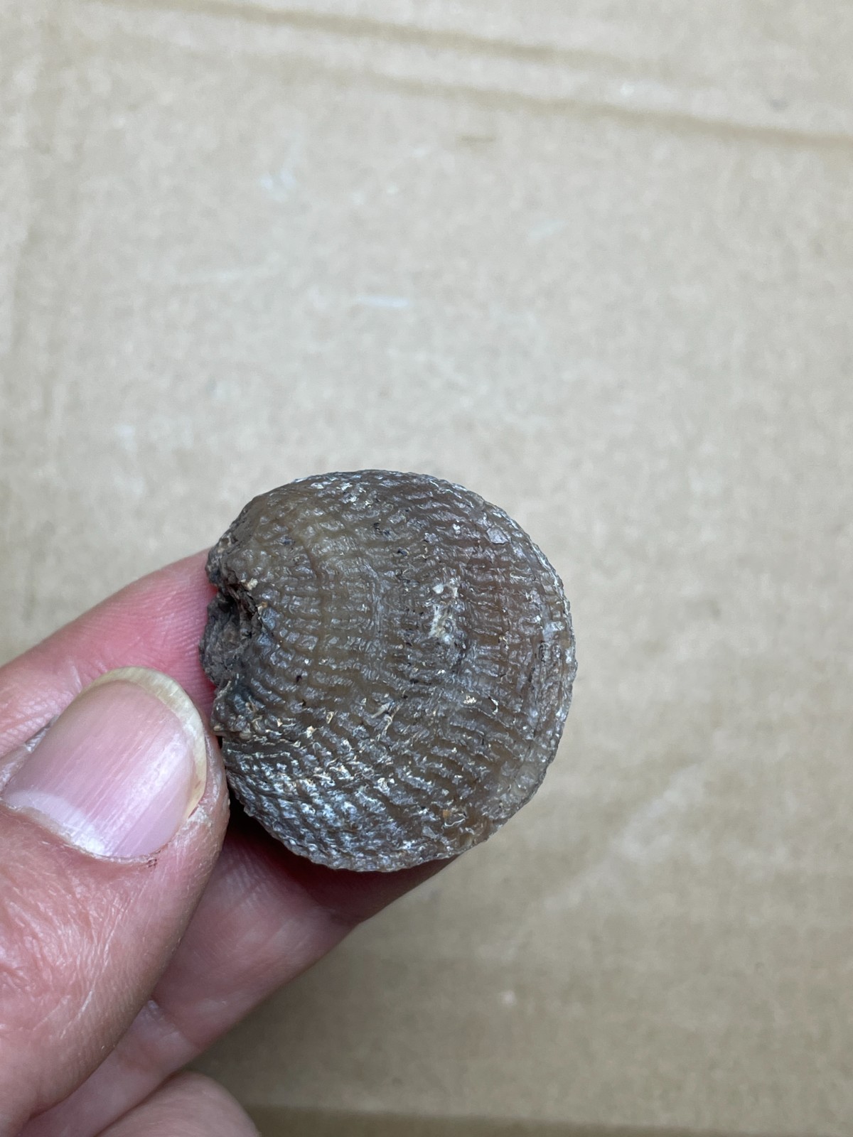 5 pieces Beautiful shell Landscape stone