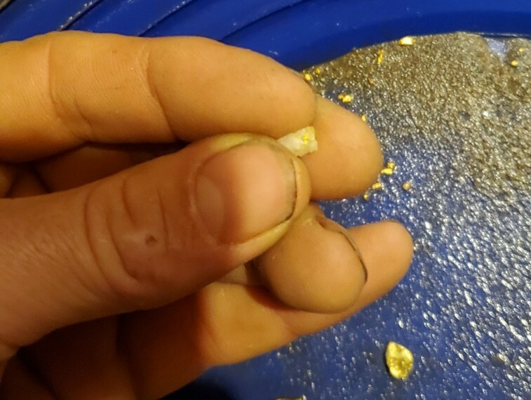 1 GRAM BONUS NUGGETS California Gold Panning Paydirt Trommel Concentrates