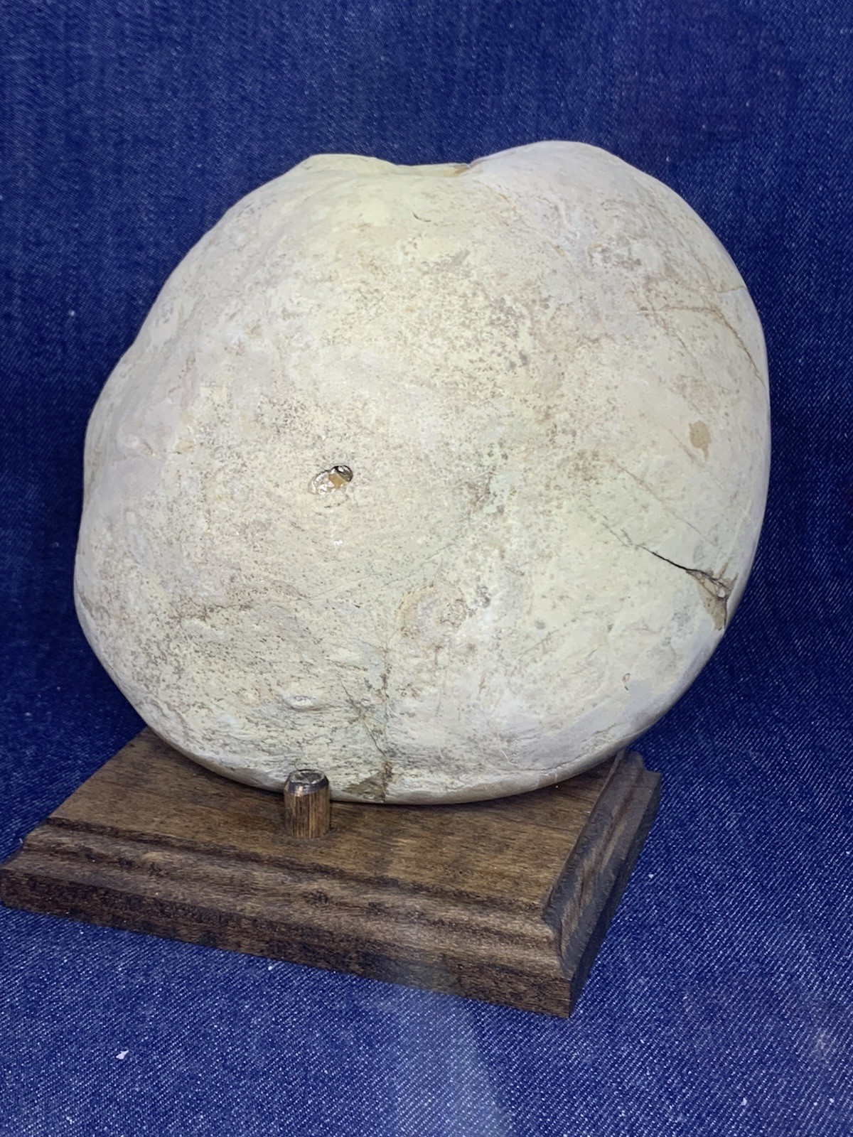 Septarian Nodule Dragon Stone Hollow Half ( Utah) Description Card, And Stand