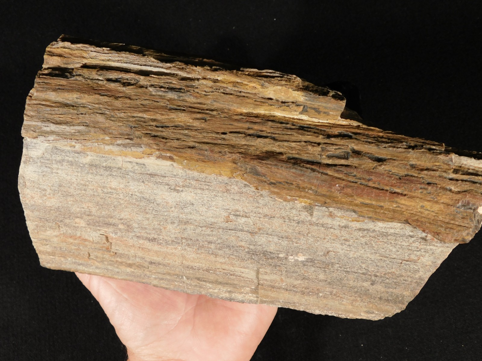 Nice BARK! Big Petrified Wood Fossil From Jurassic Utah 2575gr