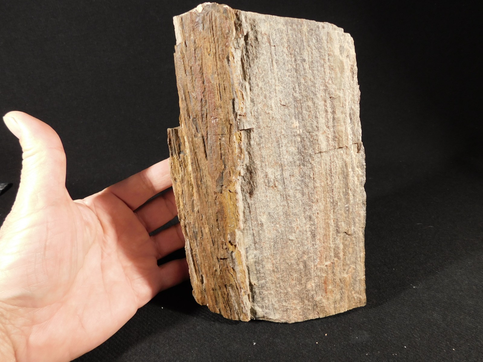 Nice BARK! Big Petrified Wood Fossil From Jurassic Utah 2575gr