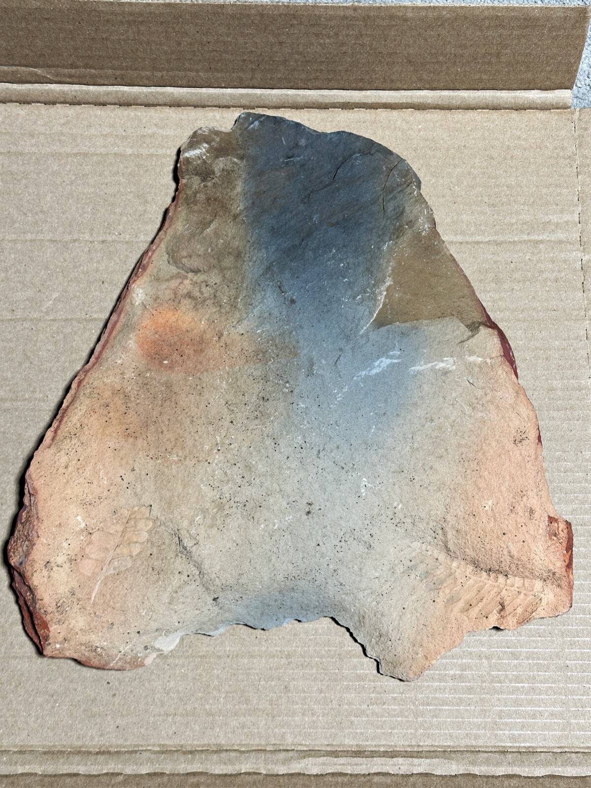 4lb 2oz Fern Fossil Red Sedimentary Shale