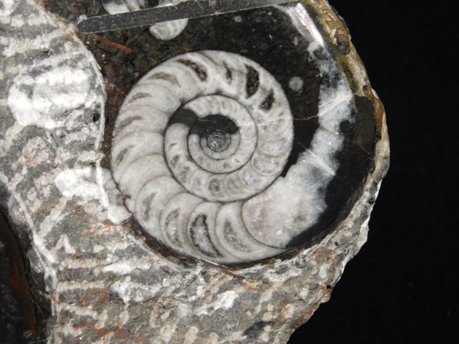 TWO! Polished Goniatite Fossils and an Orthoceras Fossil in Big Matrix 1441gr