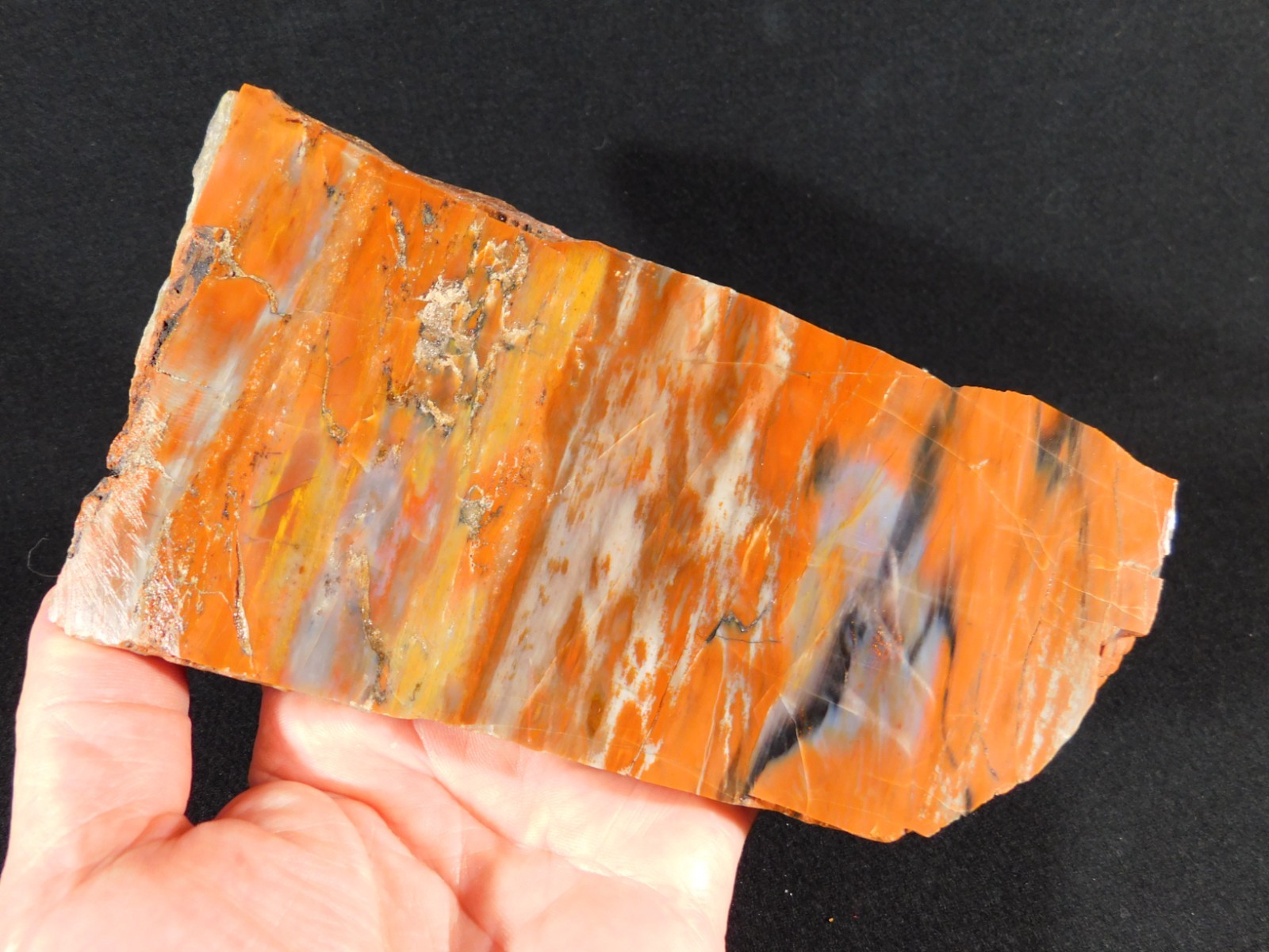 Colorful Polished Petrified WOOD RAINBOW Fossil Slab Arizona 752gr