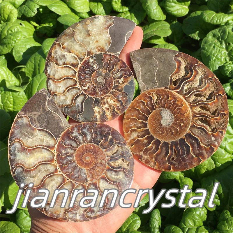 Natural ammonite fossil conch Crystal specimen healing+stand 1PC 200g+